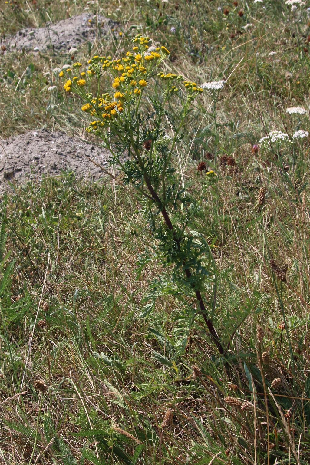 Jacobaea vulgaris subsp. dunensis (door Willem Braam)