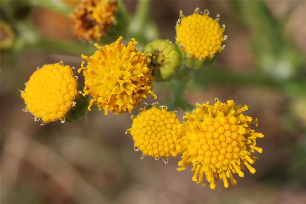 Jacobaea vulgaris subsp. dunensis (door Willem Braam)