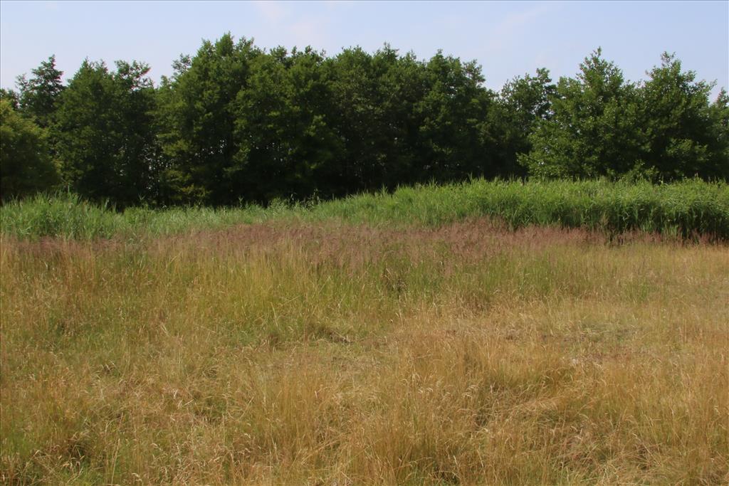 Calamagrostis epigejos (door Willem Braam)