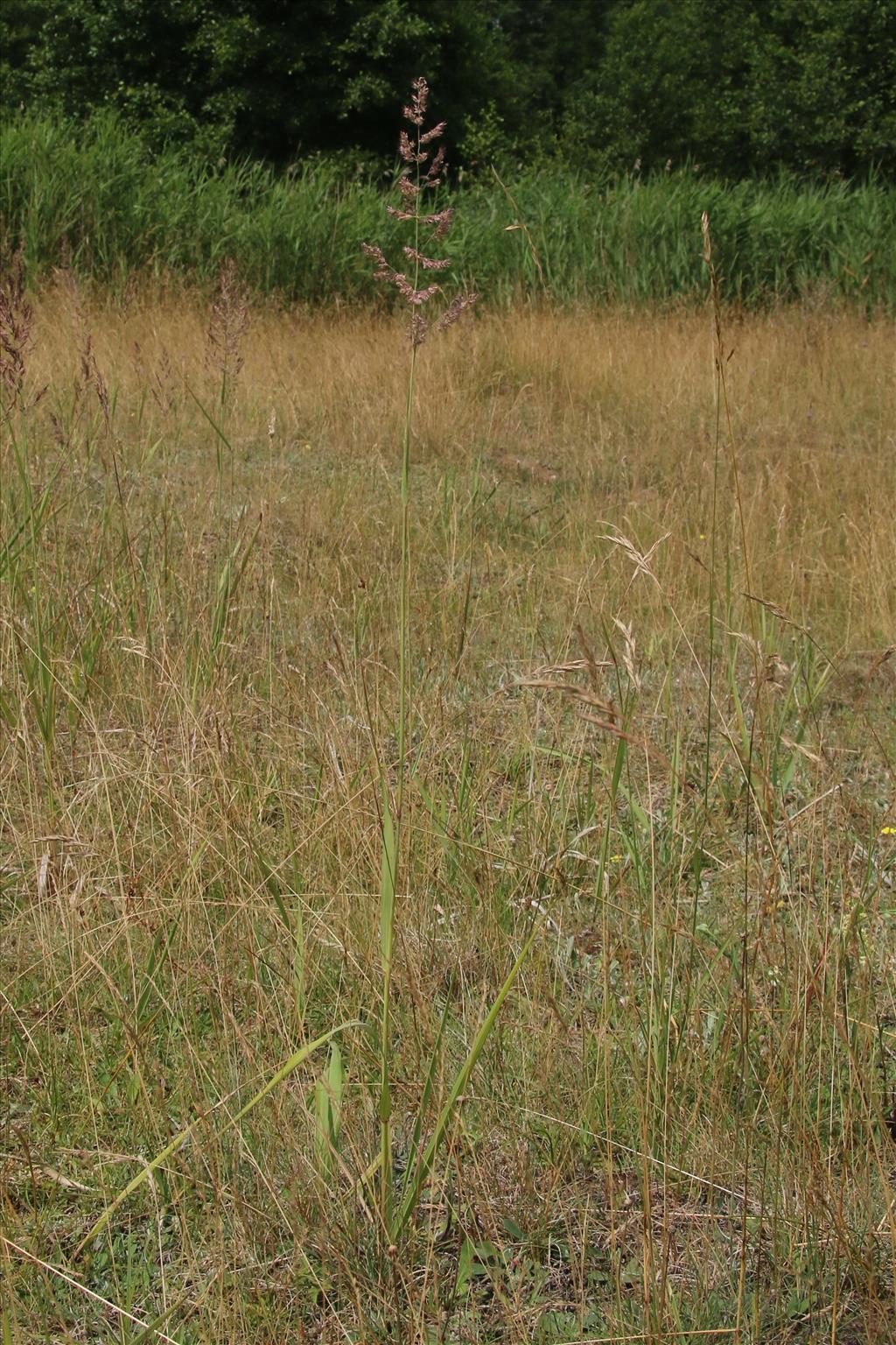 Calamagrostis epigejos (door Willem Braam)