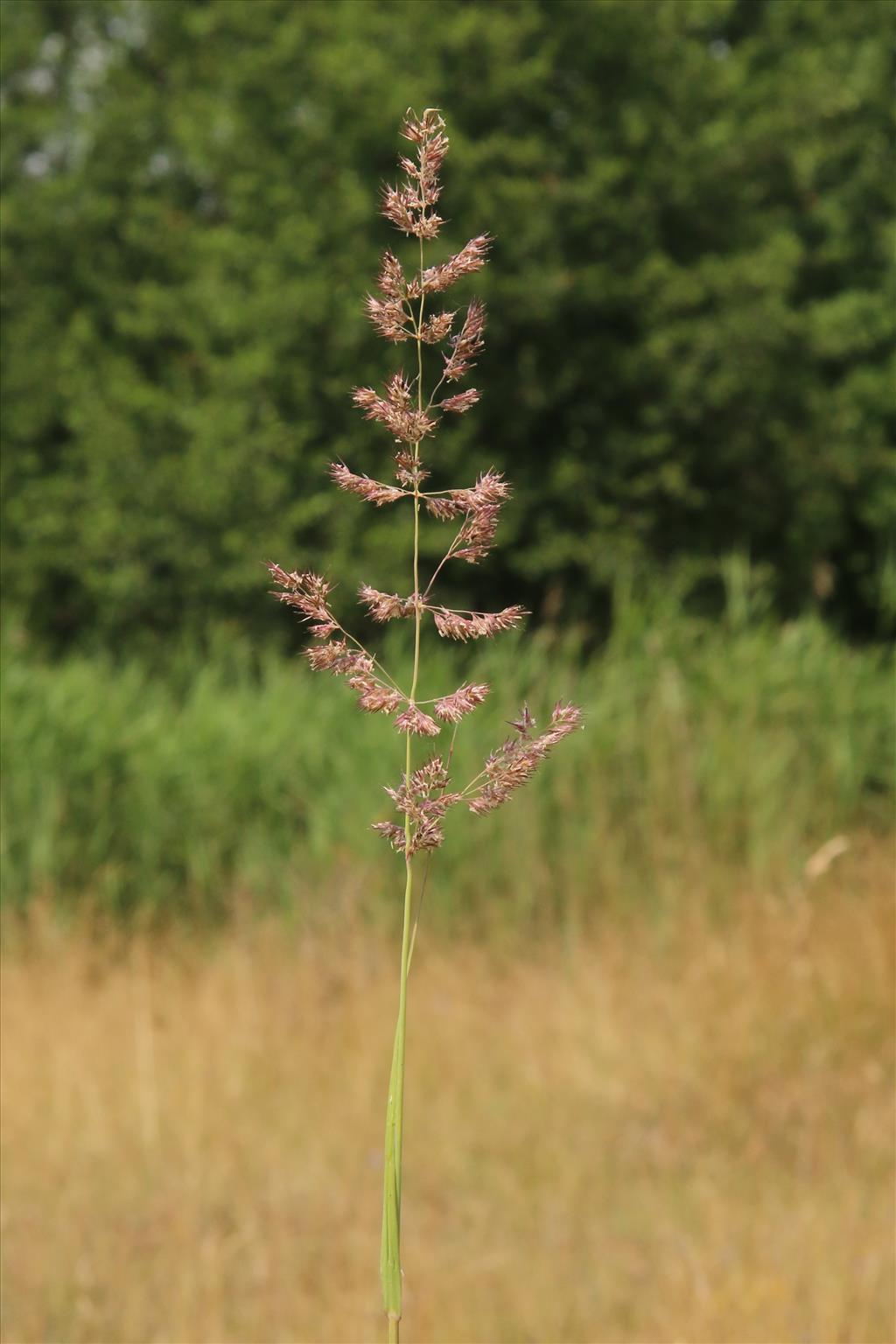 Calamagrostis epigejos (door Willem Braam)