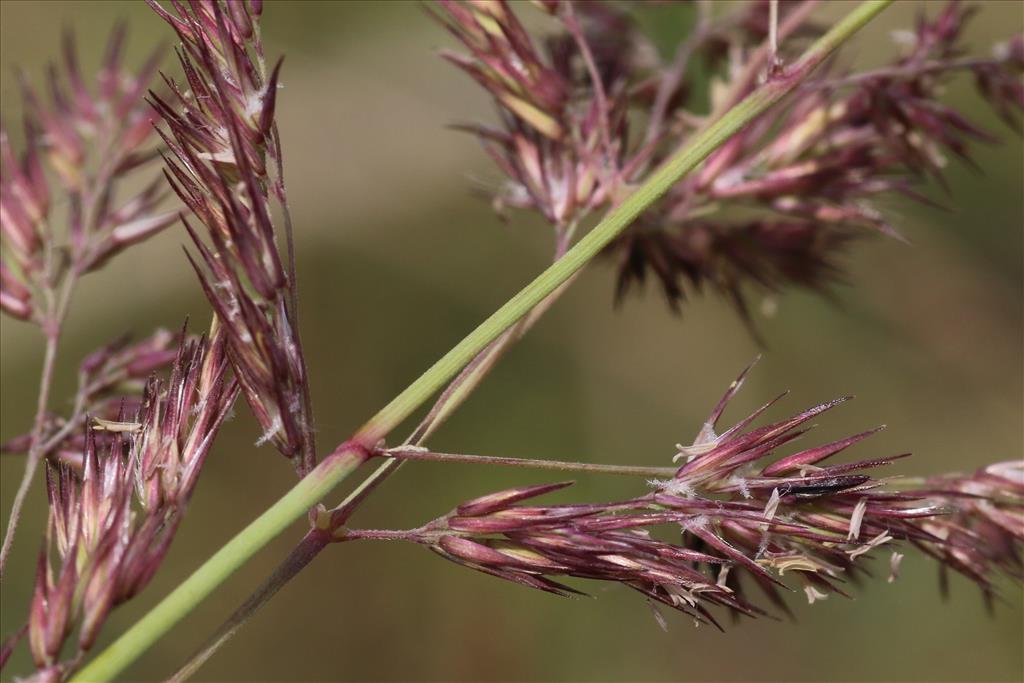 Calamagrostis epigejos (door Willem Braam)