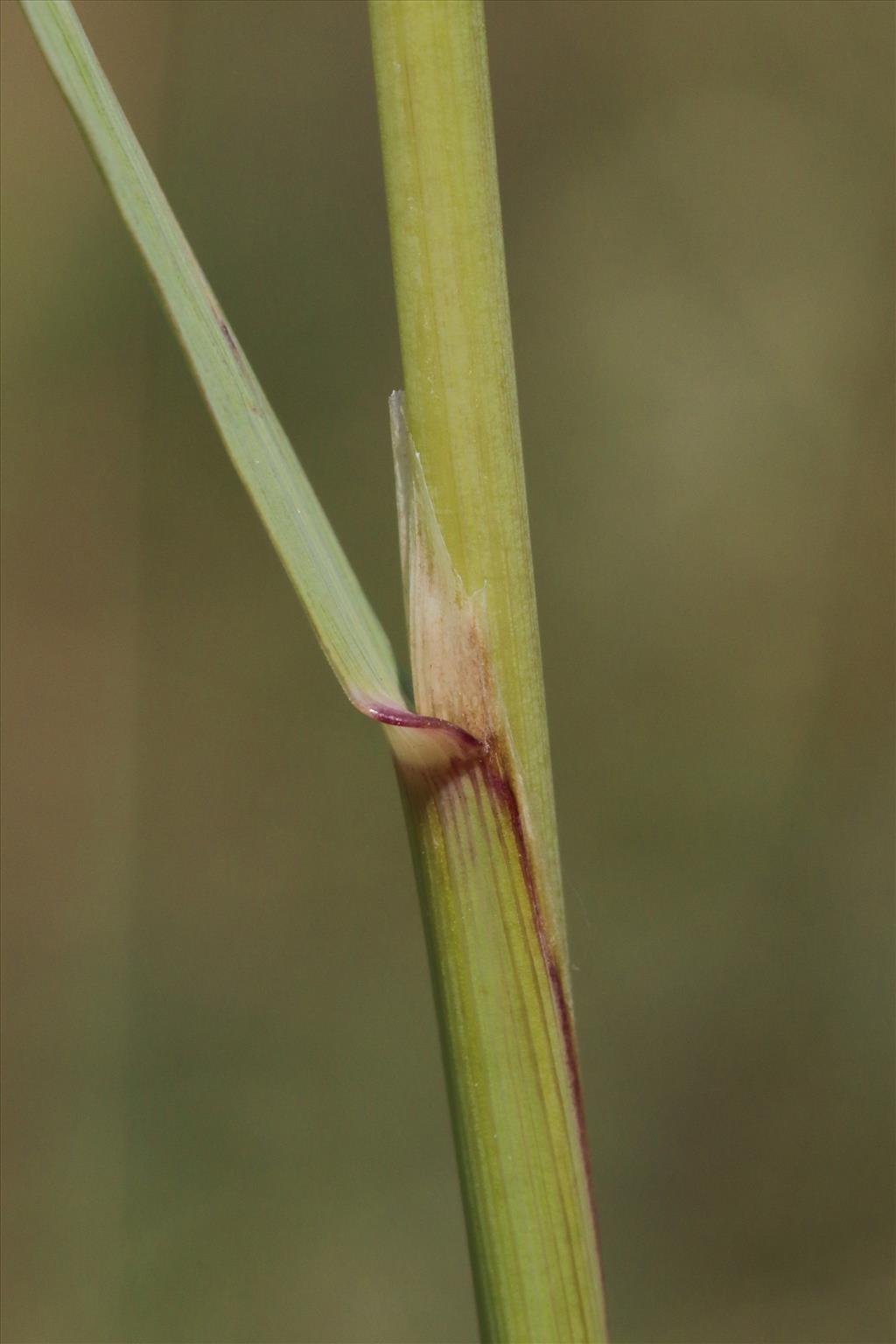 Calamagrostis epigejos (door Willem Braam)