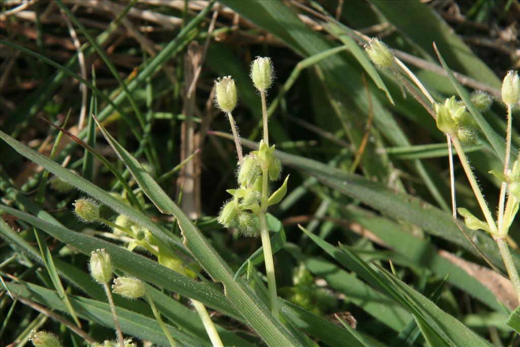 Stellaria apetala (door Willem Braam)