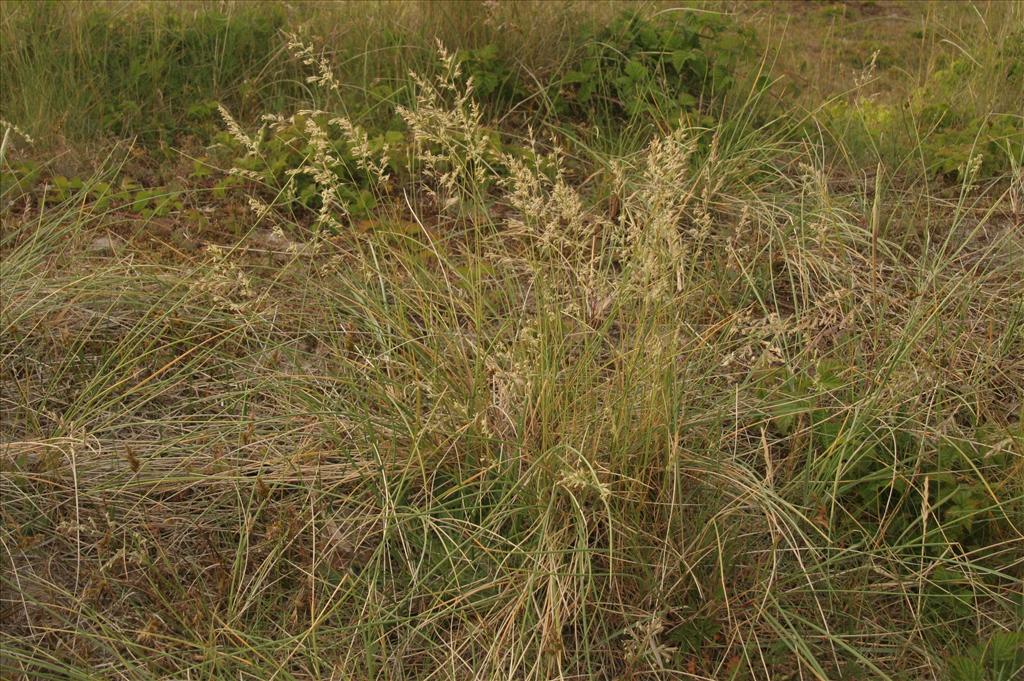 Festuca arenaria (door Willem Braam)