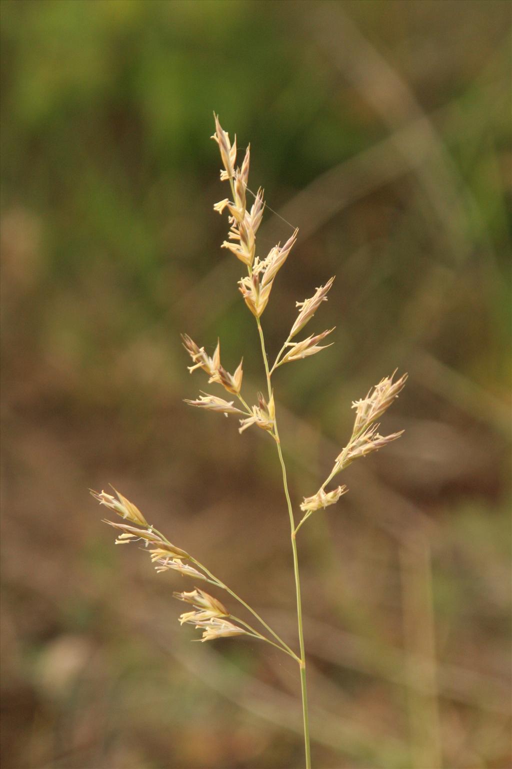 Festuca arenaria (door Willem Braam)