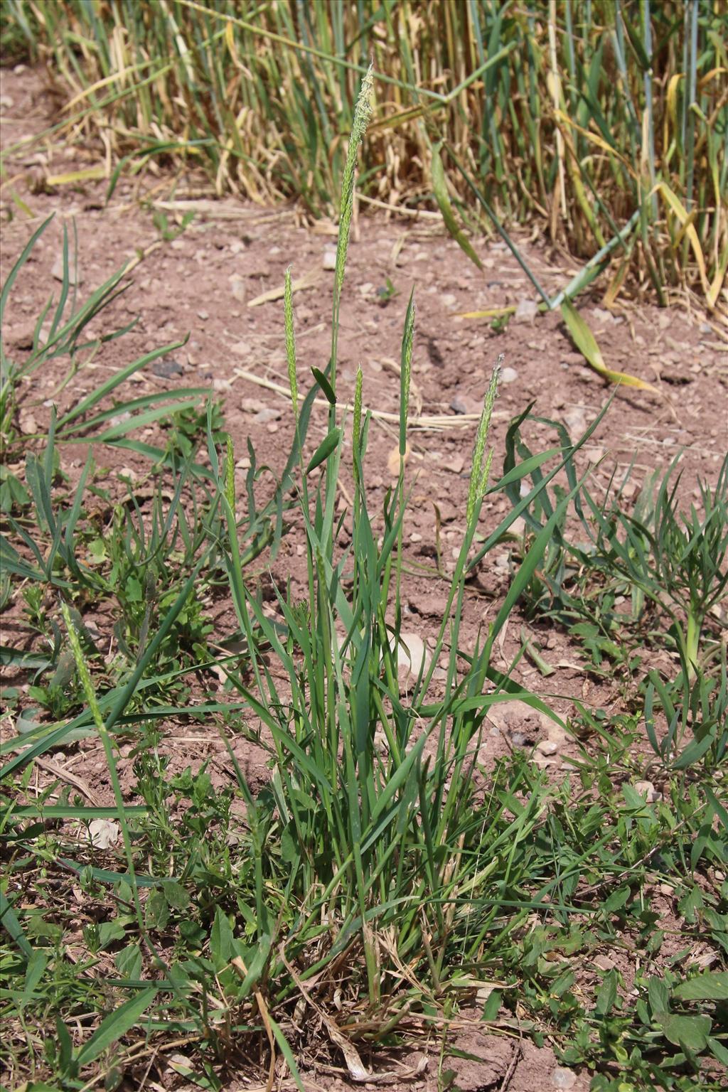 Alopecurus myosuroides (door Willem Braam)