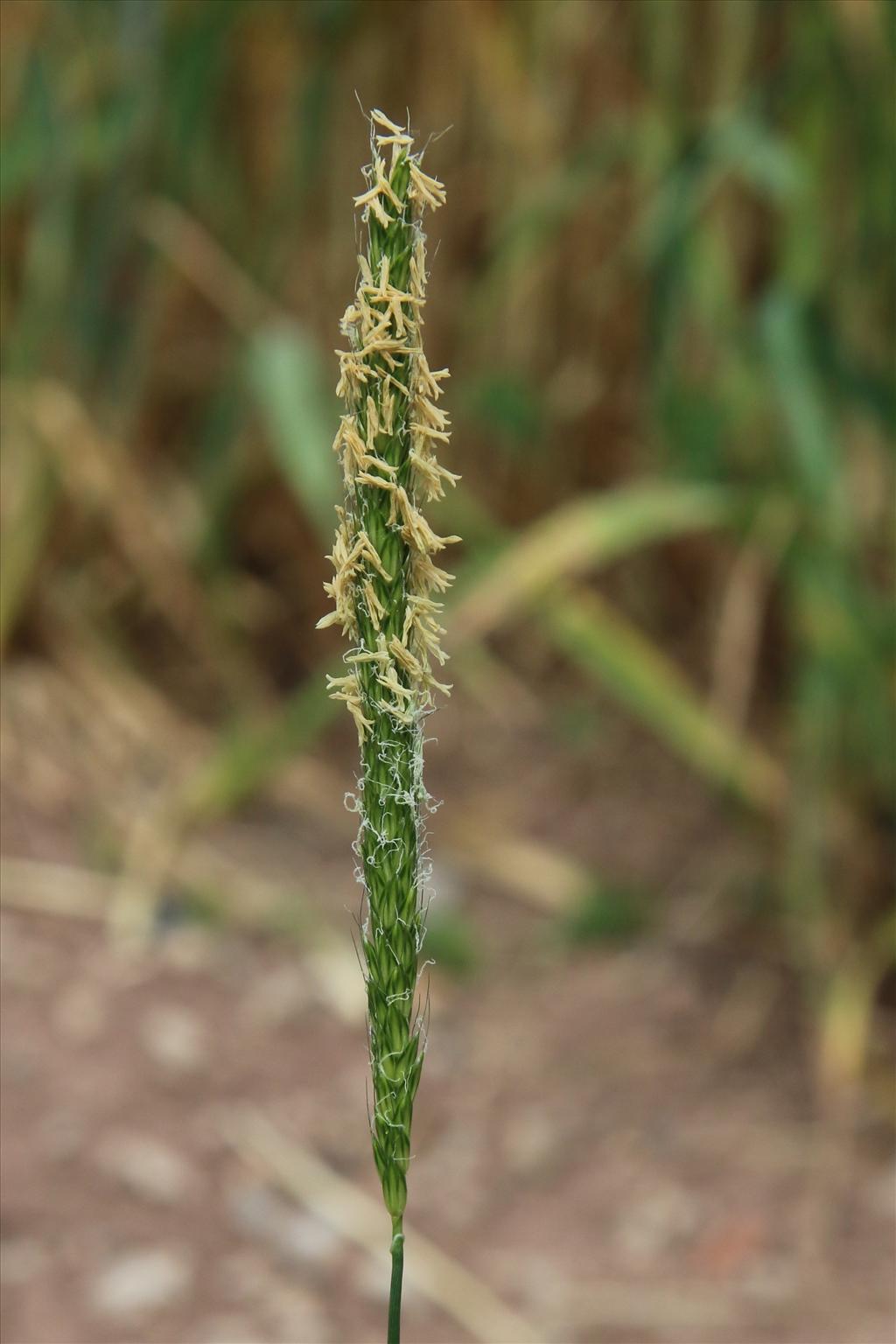 Alopecurus myosuroides (door Willem Braam)