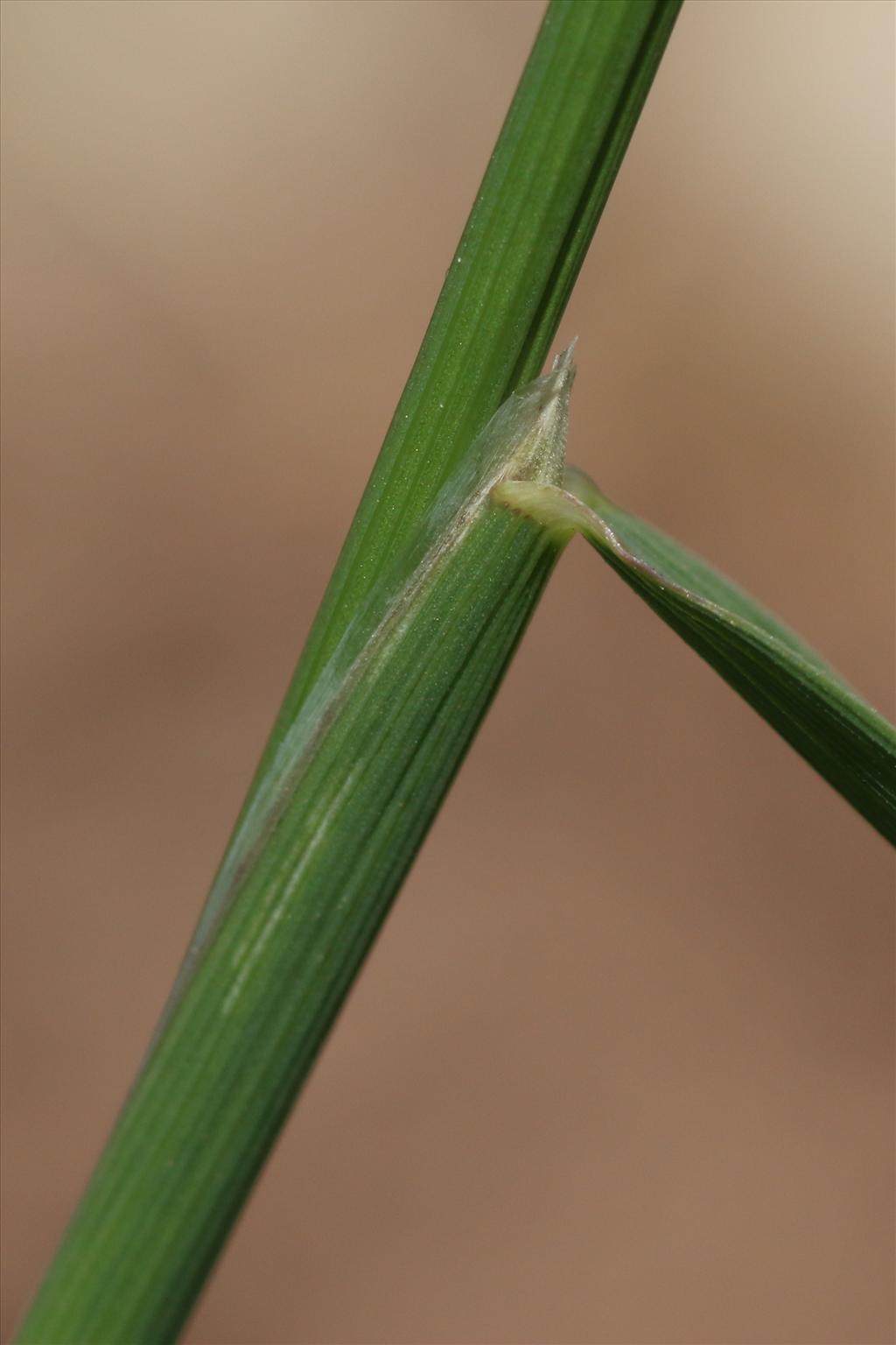 Alopecurus myosuroides (door Willem Braam)