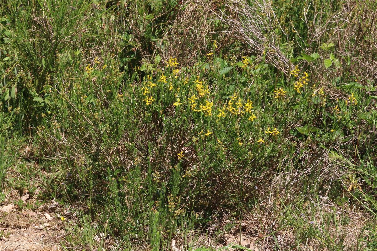 Genista germanica (door Willem Braam)