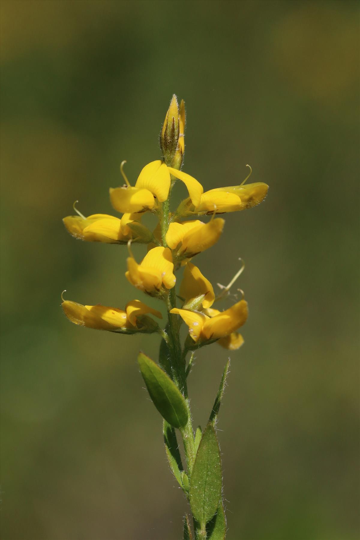 Genista germanica (door Willem Braam)