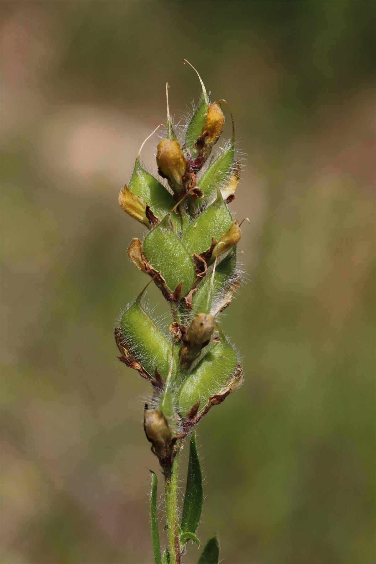 Genista germanica (door Willem Braam)