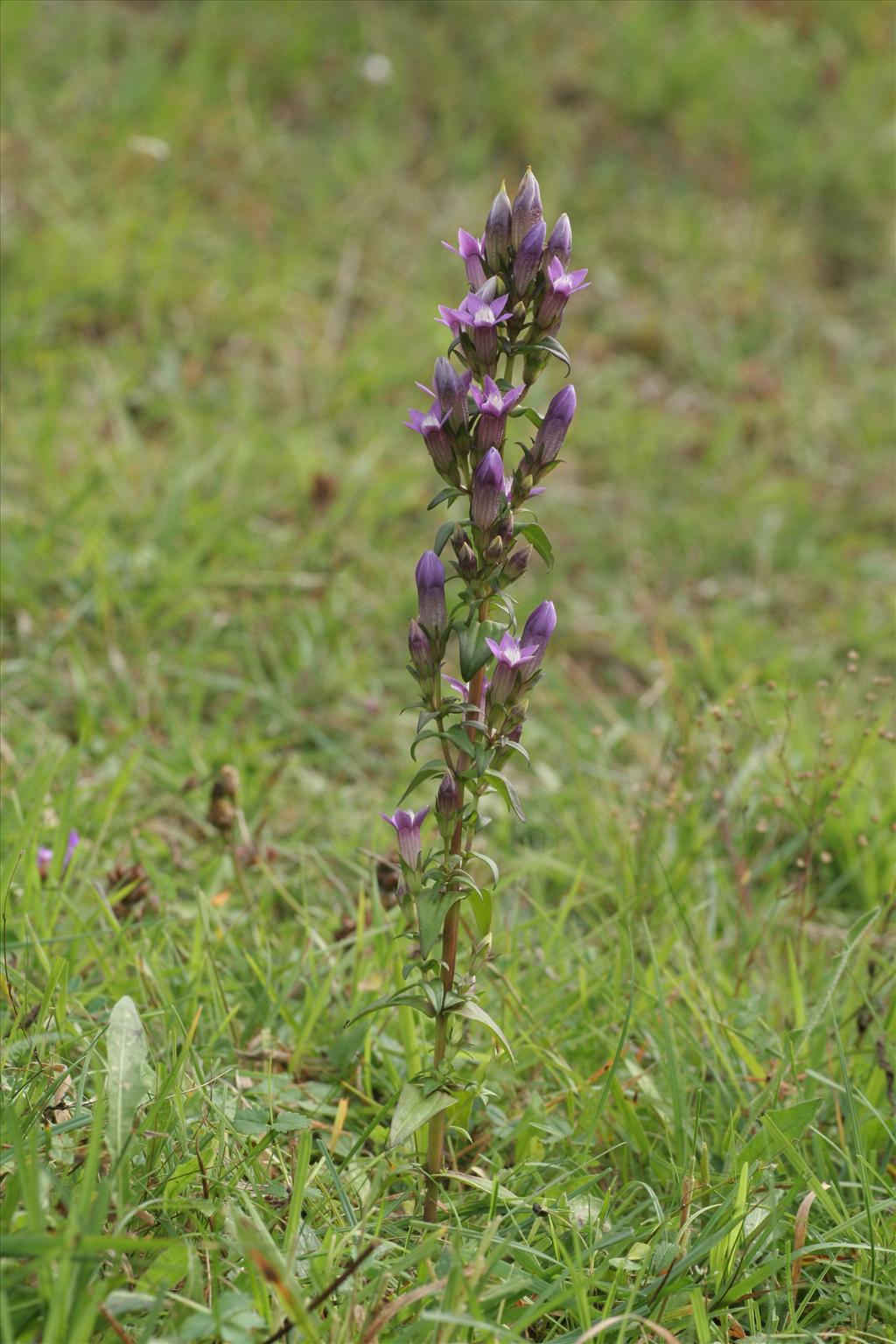 Gentianella germanica (door Willem Braam)