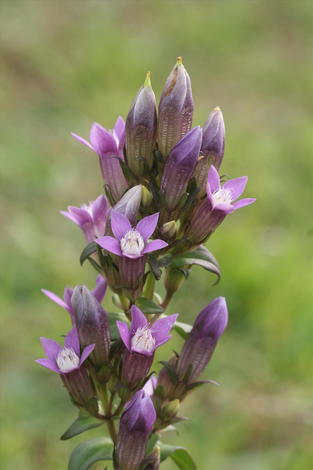 Gentianella germanica (door Willem Braam)