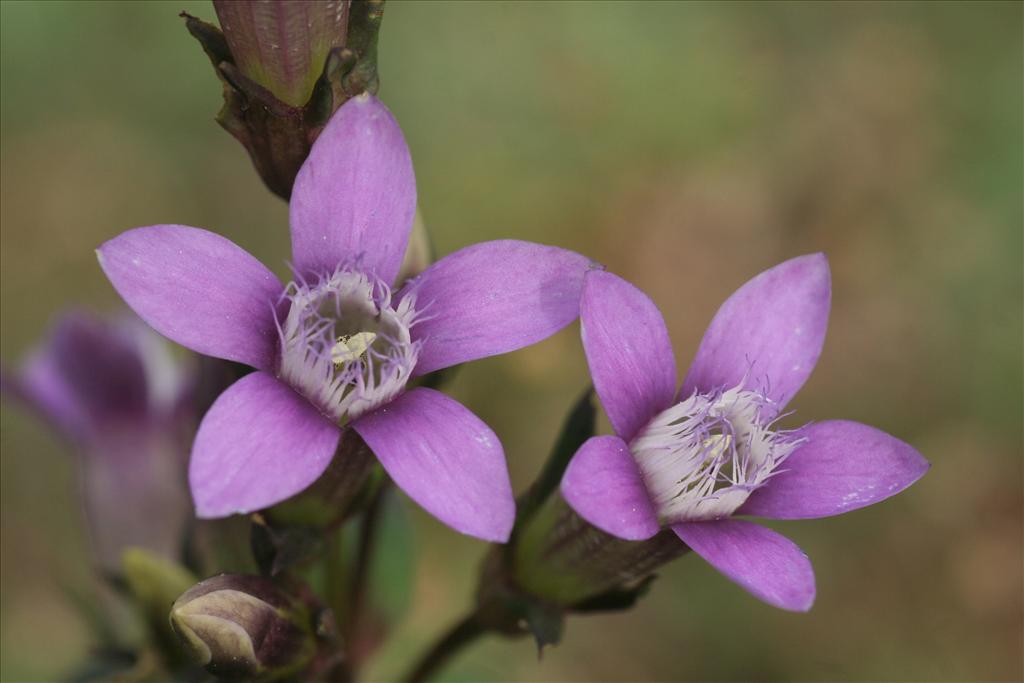 Gentianella germanica (door Willem Braam)