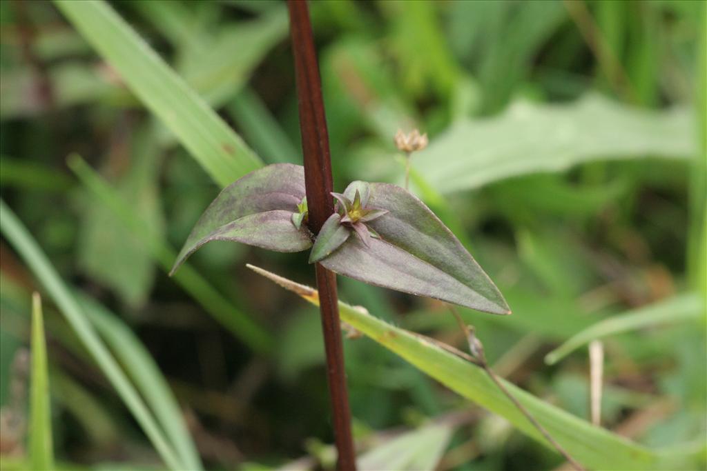 Gentianella germanica (door Willem Braam)