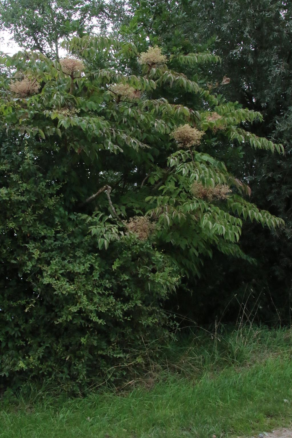 Aralia elata (door Willem Braam)