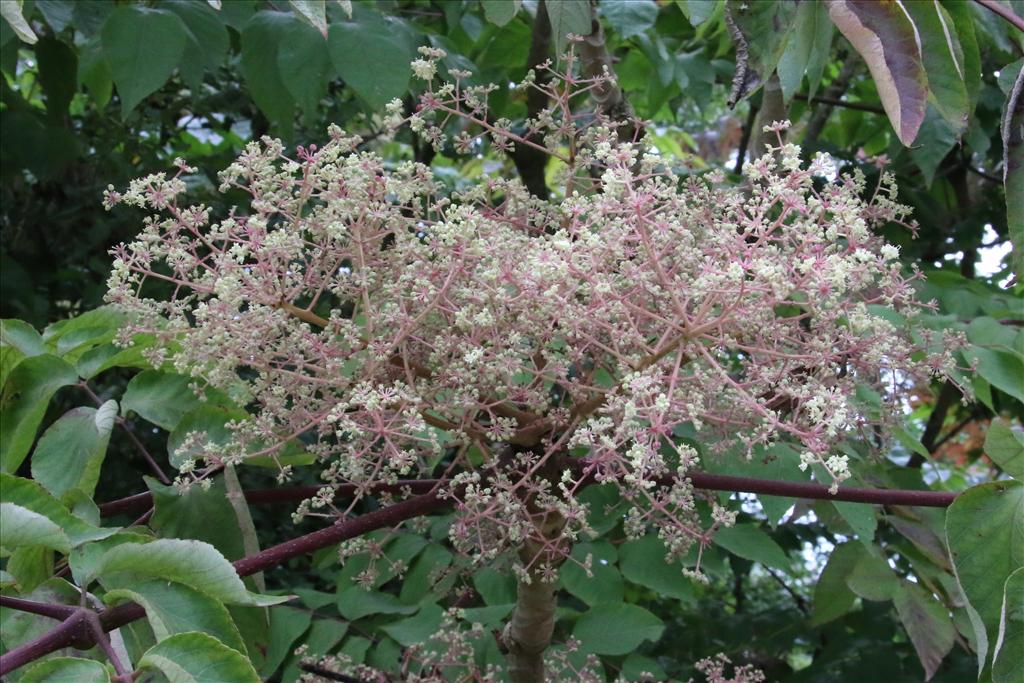 Aralia elata (door Willem Braam)