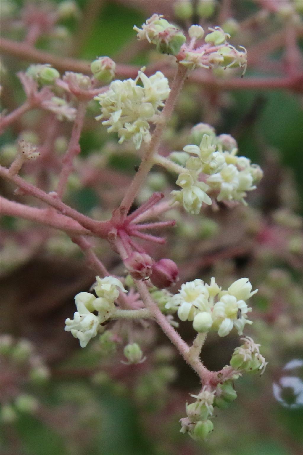 Aralia elata (door Willem Braam)