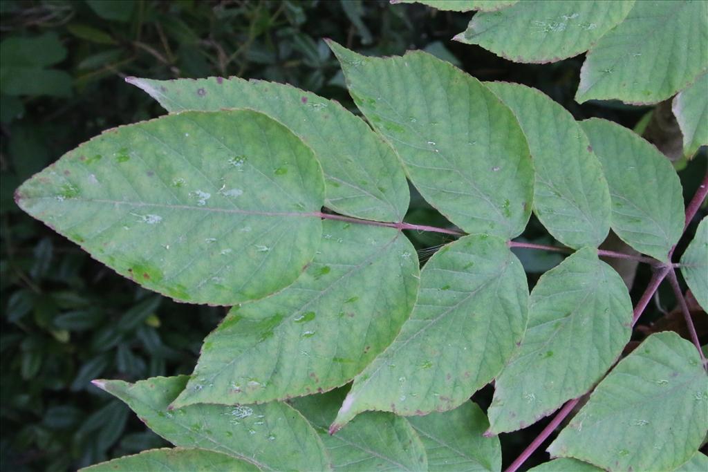 Aralia elata (door Willem Braam)