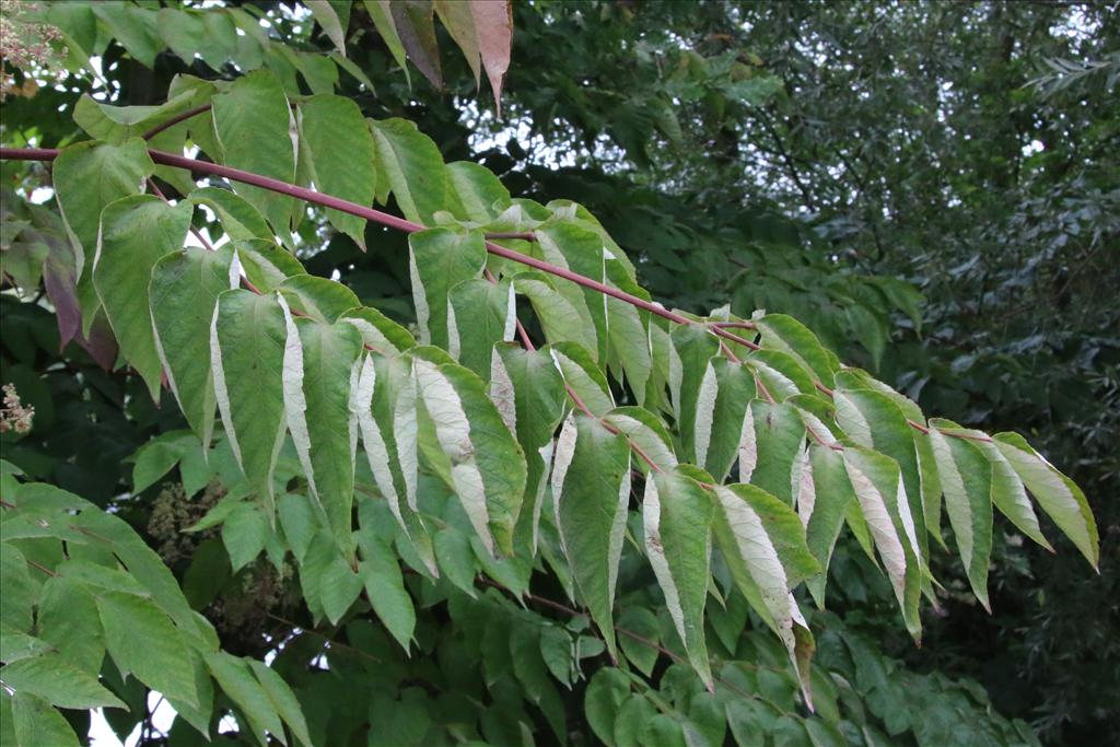 Aralia elata (door Willem Braam)