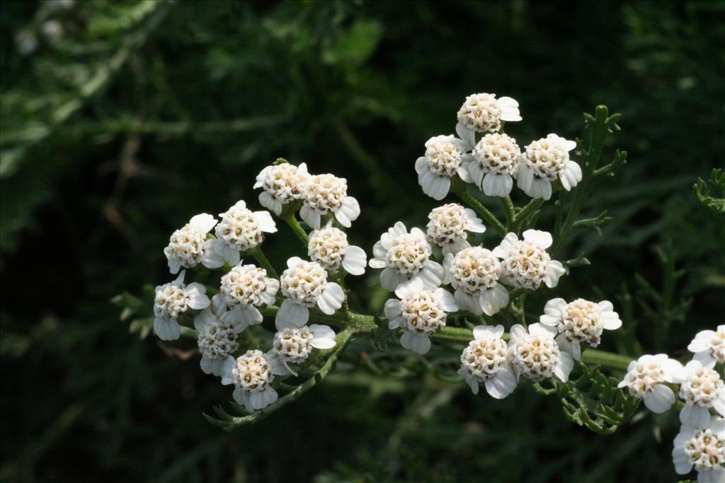 Achillea millefolium (door Willem Braam)