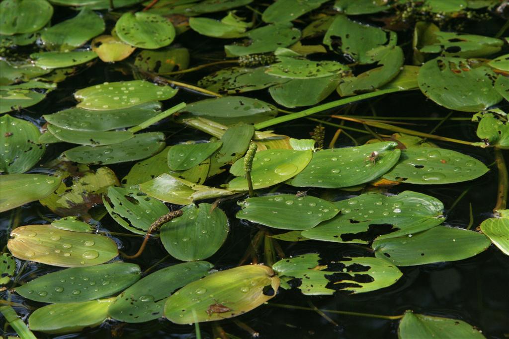 Potamogeton natans (door Willem Braam)