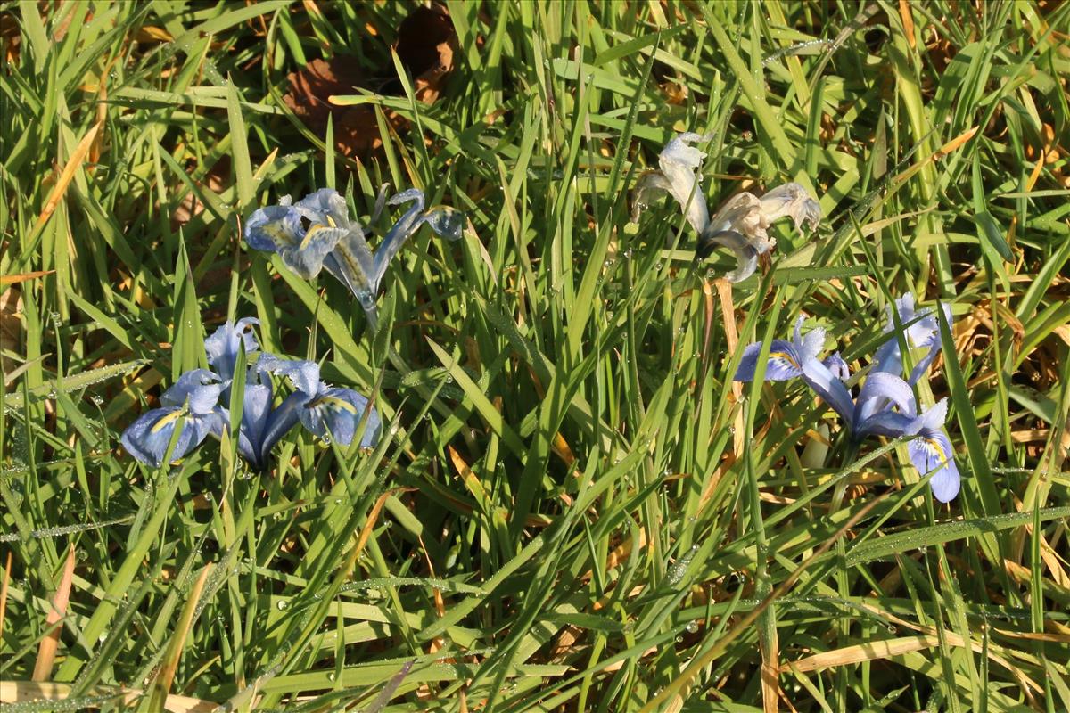 Iris reticulata (door Willem Braam)