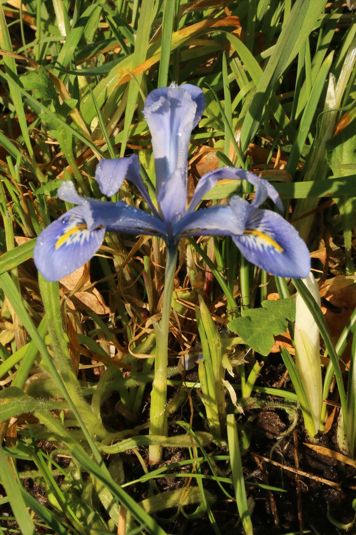 Iris reticulata (door Willem Braam)
