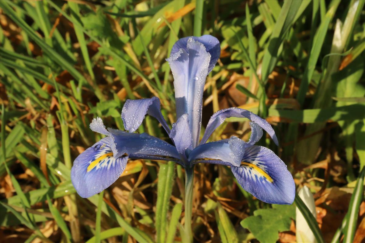 Iris reticulata (door Willem Braam)