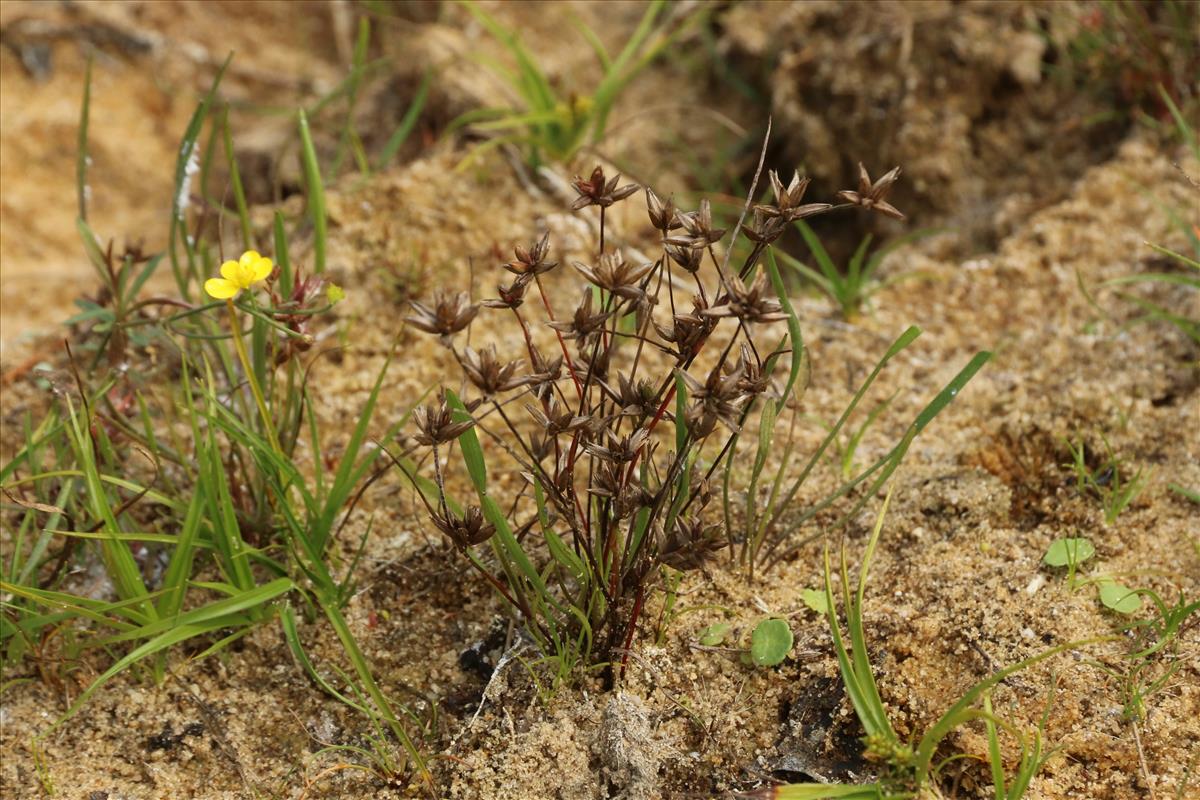 Juncus pygmaeus (door Willem Braam)