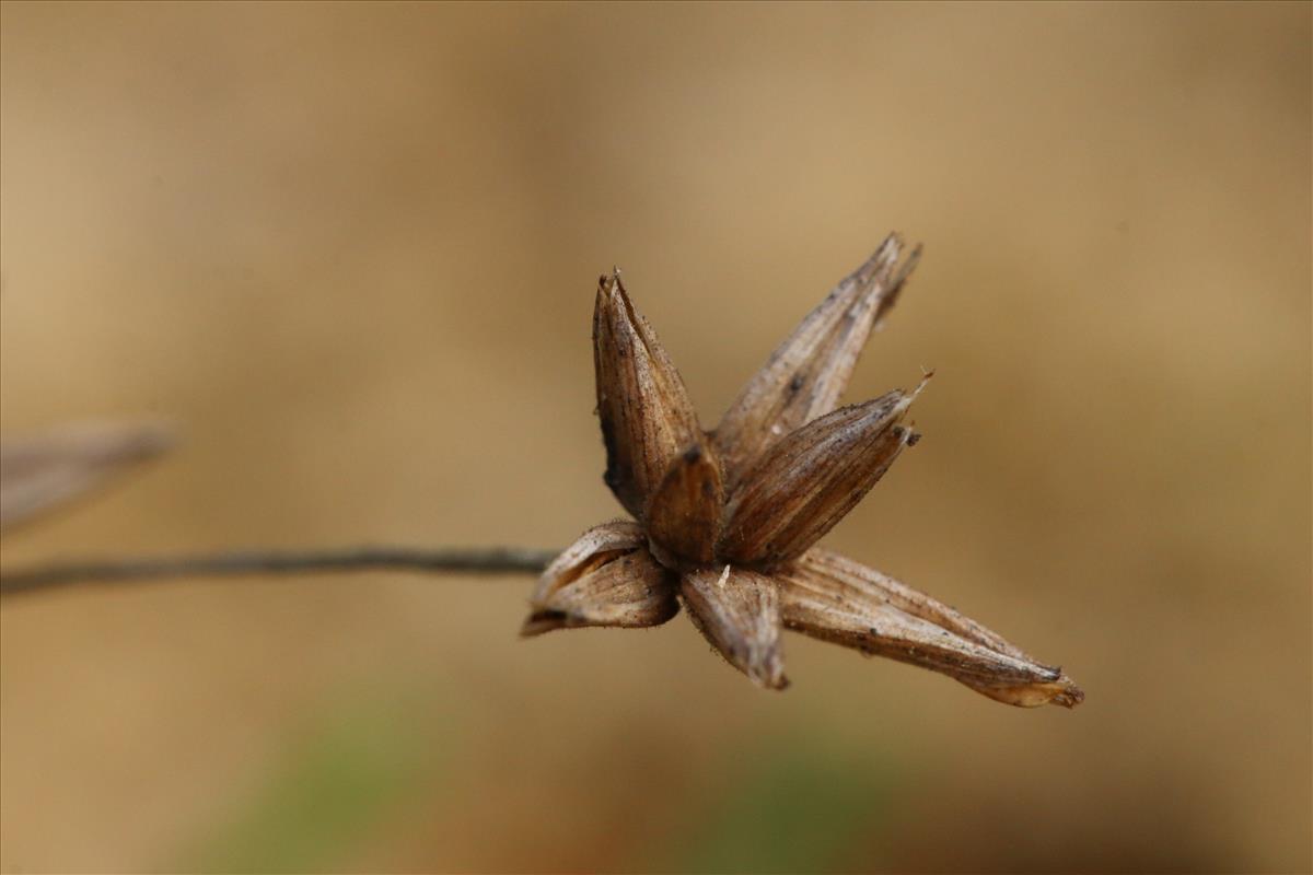 Juncus pygmaeus (door Willem Braam)