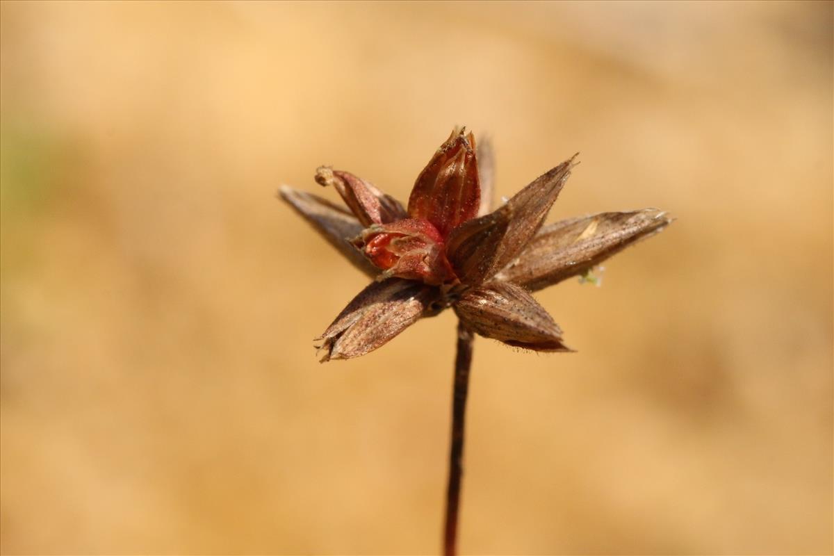 Juncus pygmaeus (door Willem Braam)