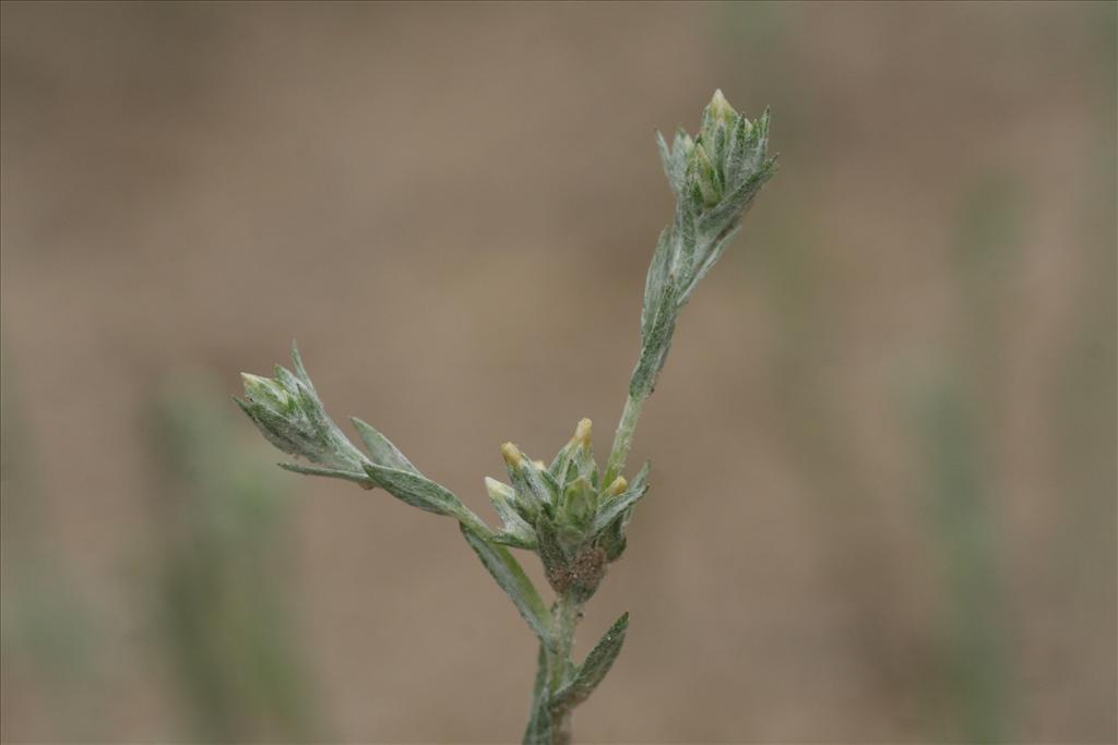 Logfia minima (door Willem Braam)