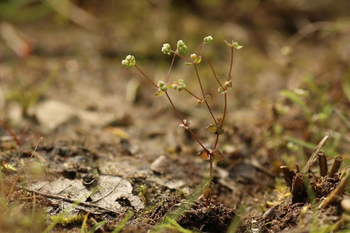 Radiola linoides (door Willem Braam)