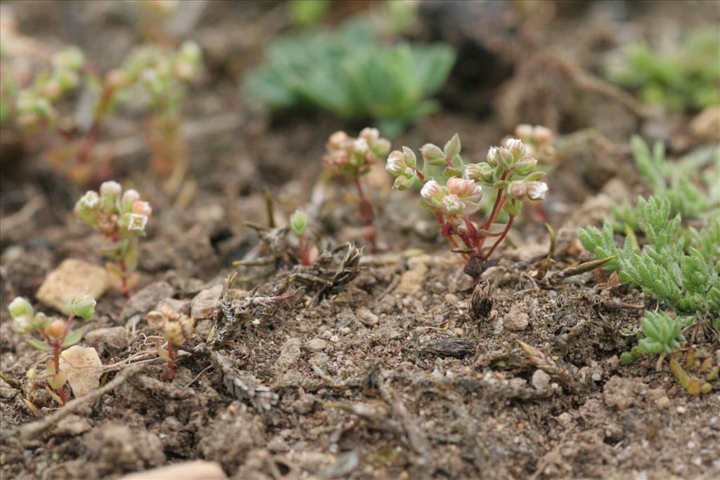 Radiola linoides (door Willem Braam)