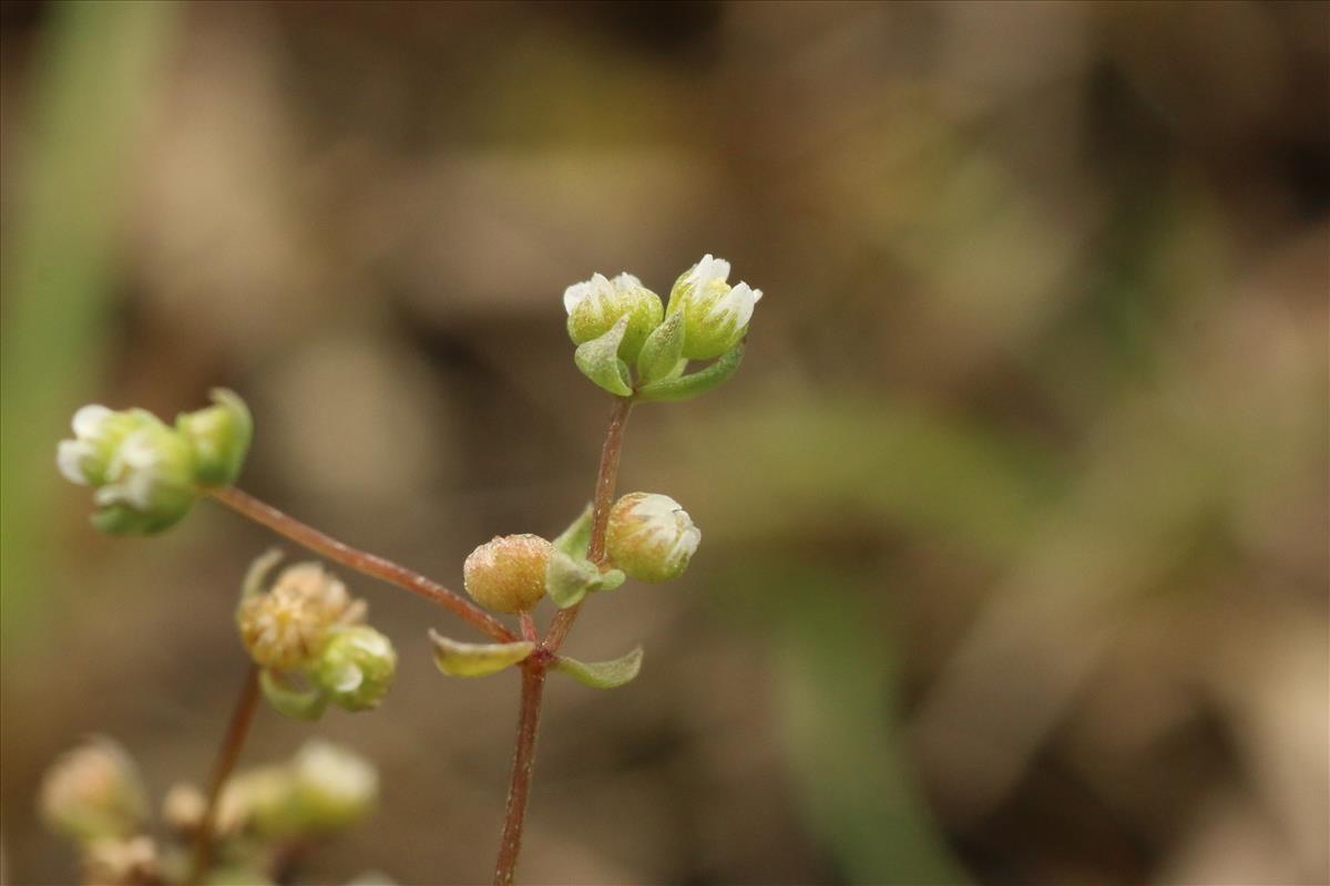 Radiola linoides (door Willem Braam)