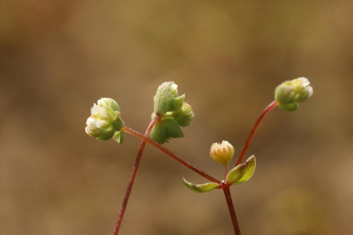 Radiola linoides (door Willem Braam)