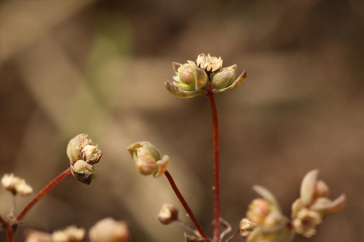 Radiola linoides (door Willem Braam)