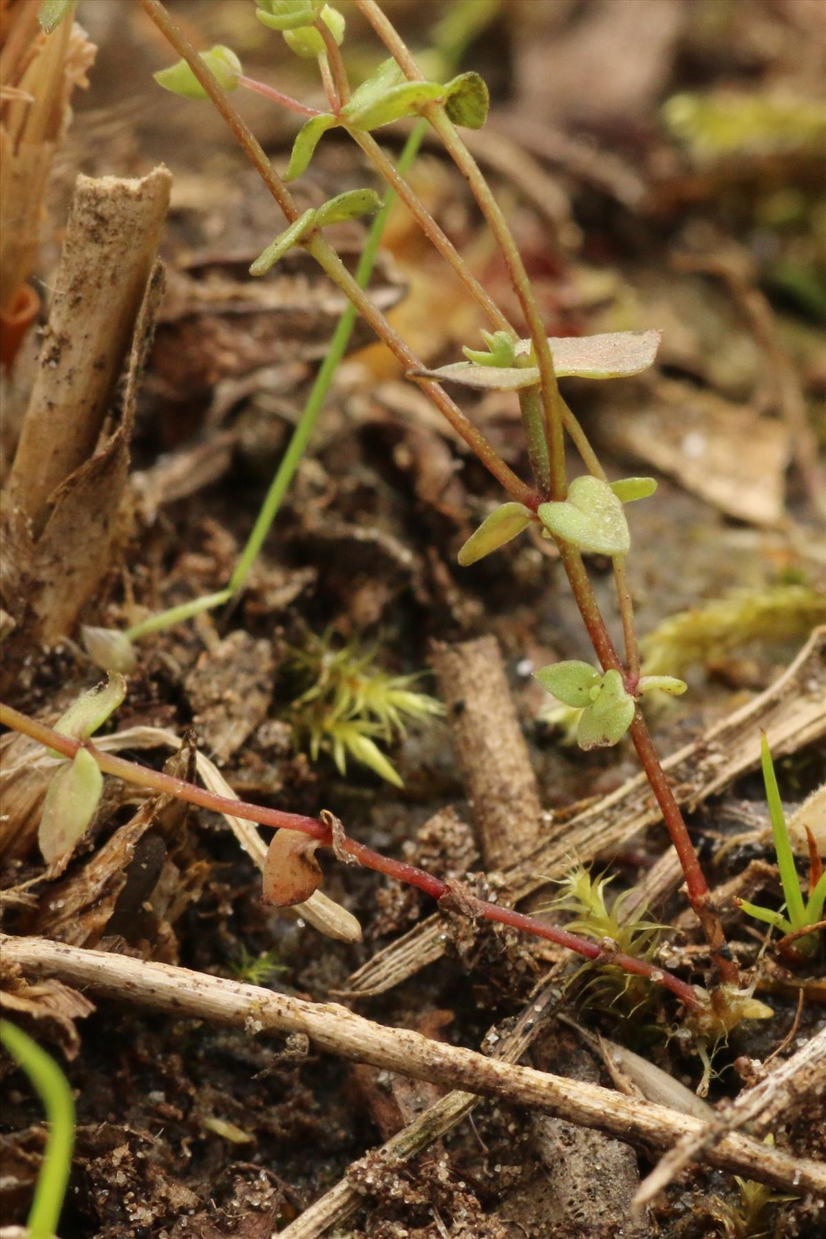 Radiola linoides (door Willem Braam)