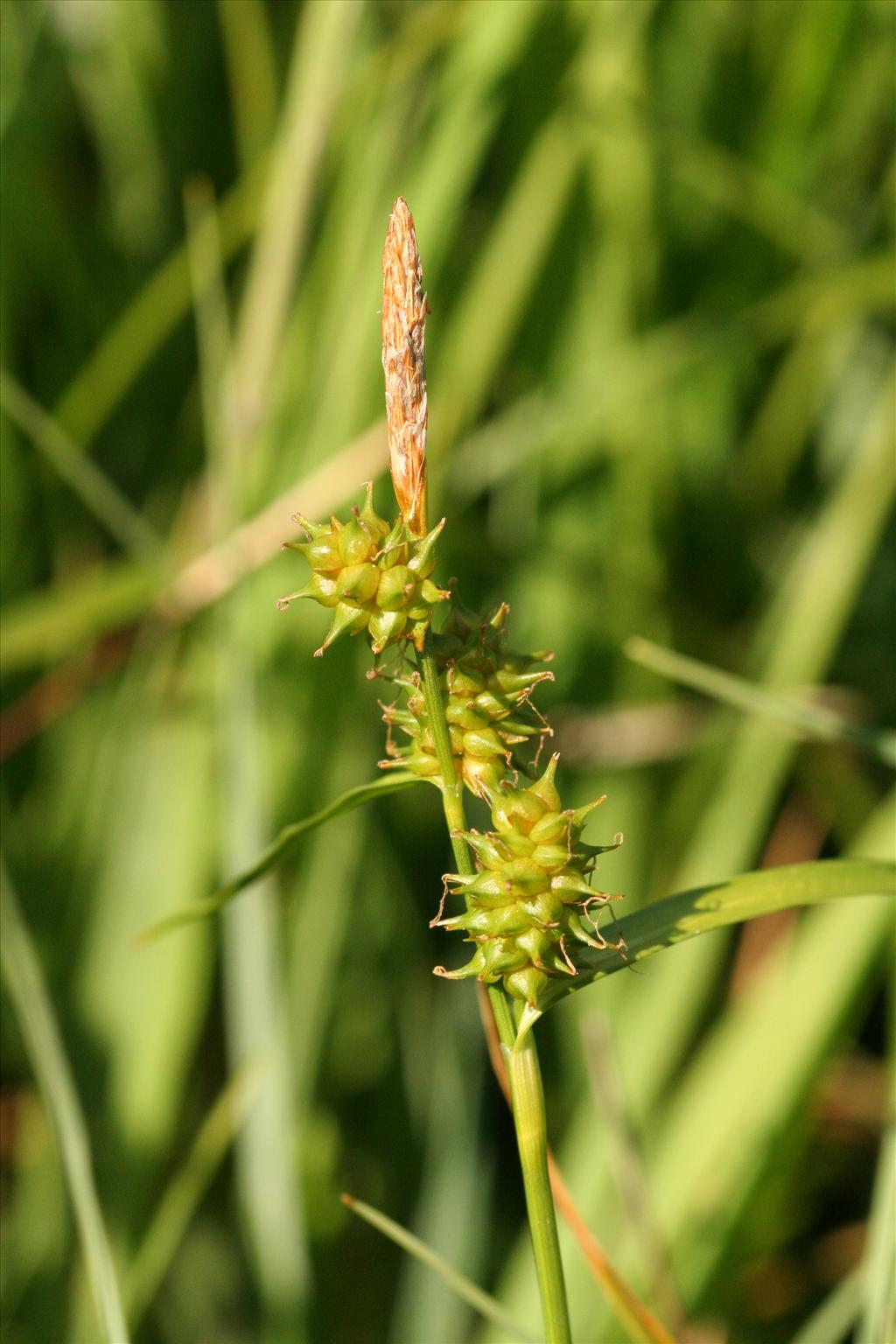 Carex oederi (door Willem Braam)