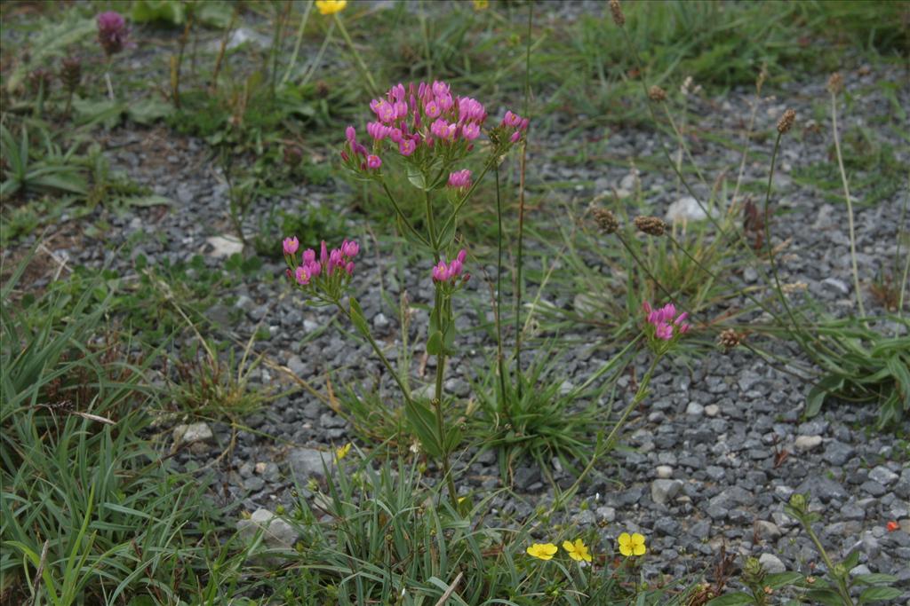 Centaurium erythraea (door Willem Braam)