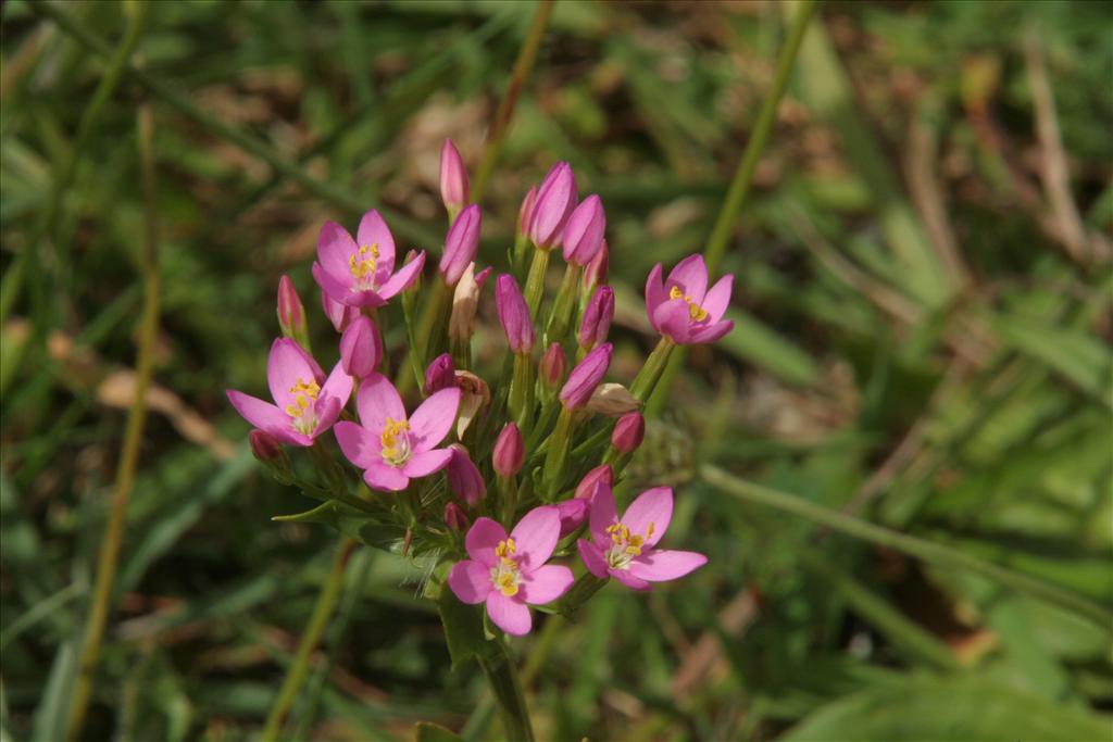 Centaurium erythraea (door Willem Braam)