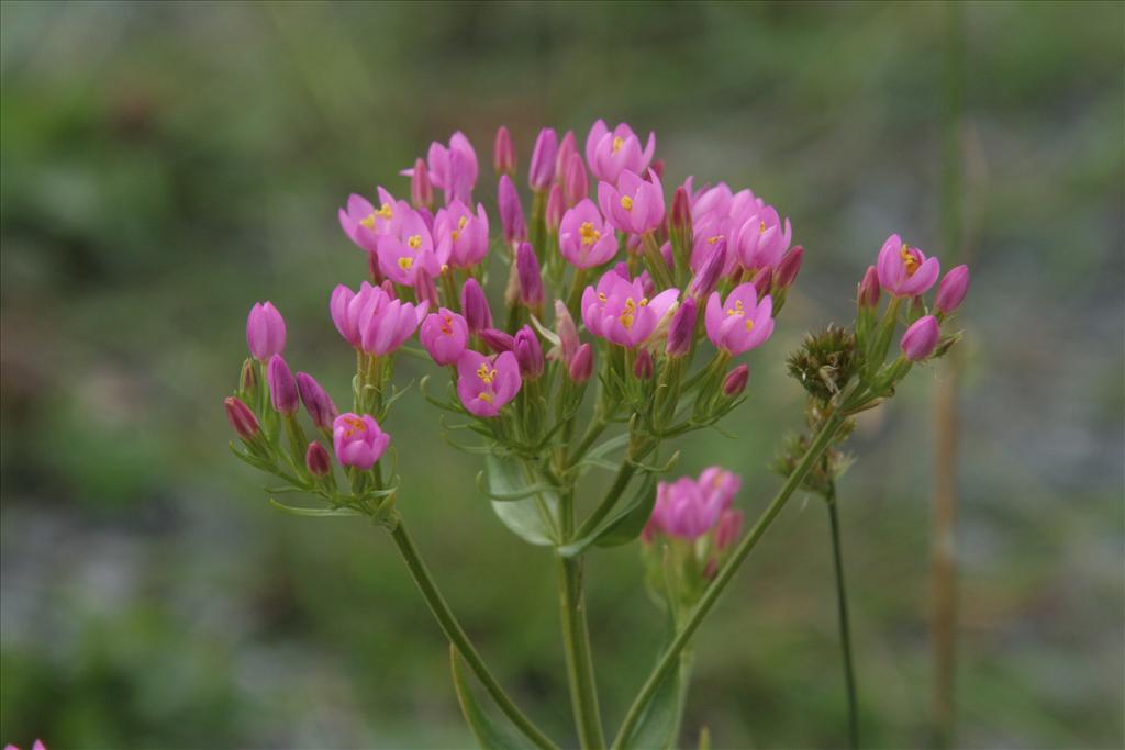 Centaurium erythraea (door Willem Braam)