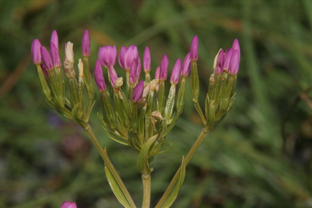 Centaurium erythraea (door Willem Braam)