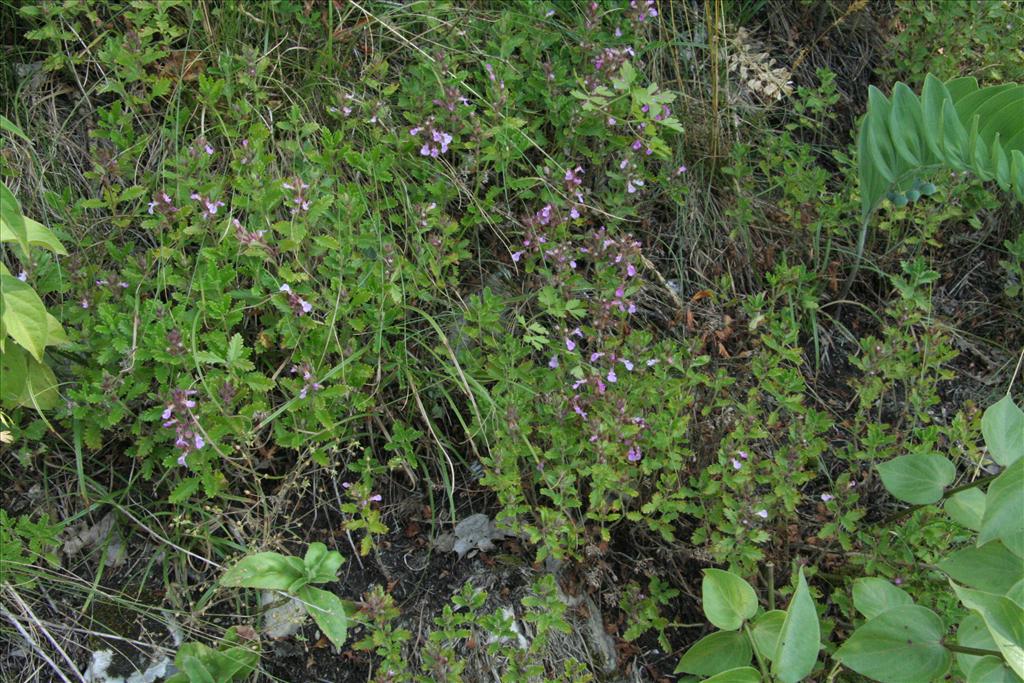 Teucrium chamaedrys (door Willem Braam)