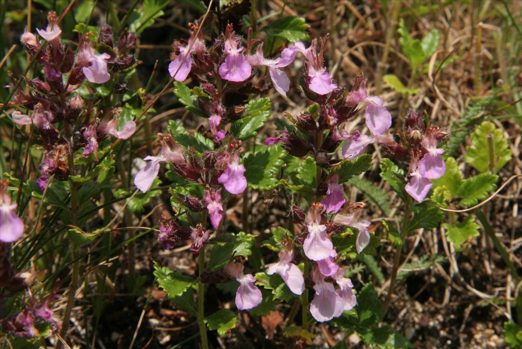 Teucrium chamaedrys (door Willem Braam)