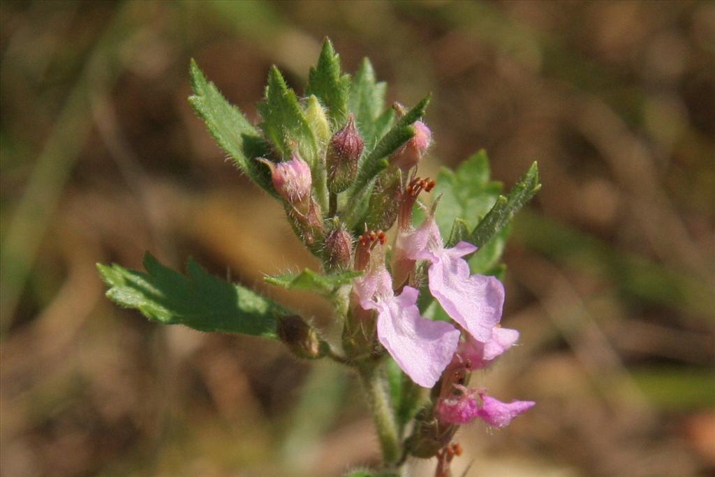 Teucrium chamaedrys (door Willem Braam)