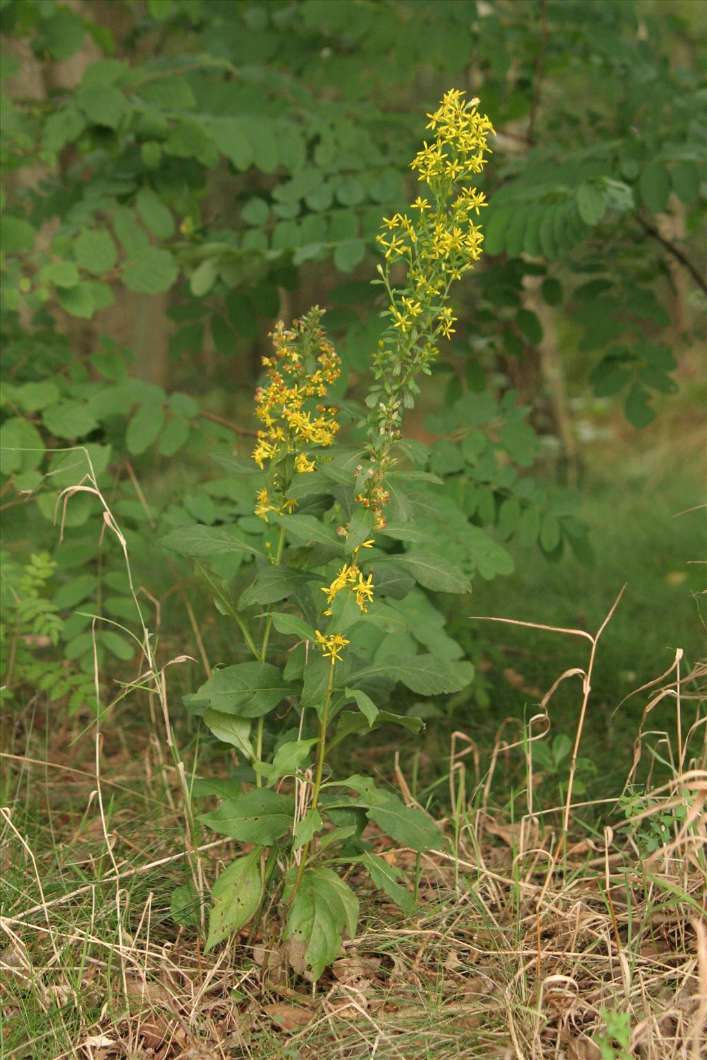 Solidago virgaurea (door Willem Braam)