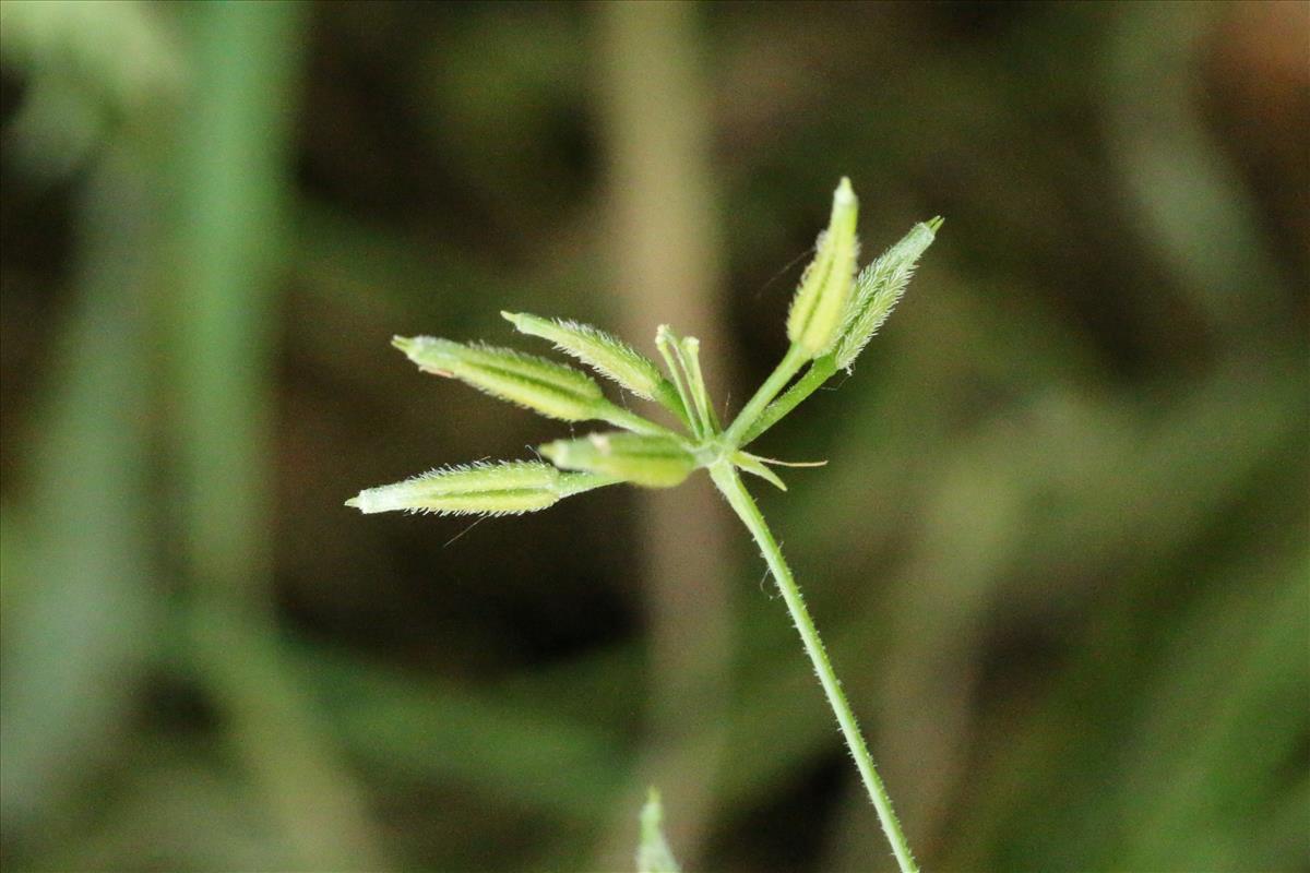 Anthriscus cerefolium (door Willem Braam)